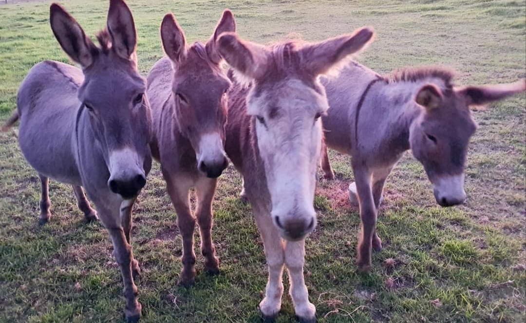 Donkeys