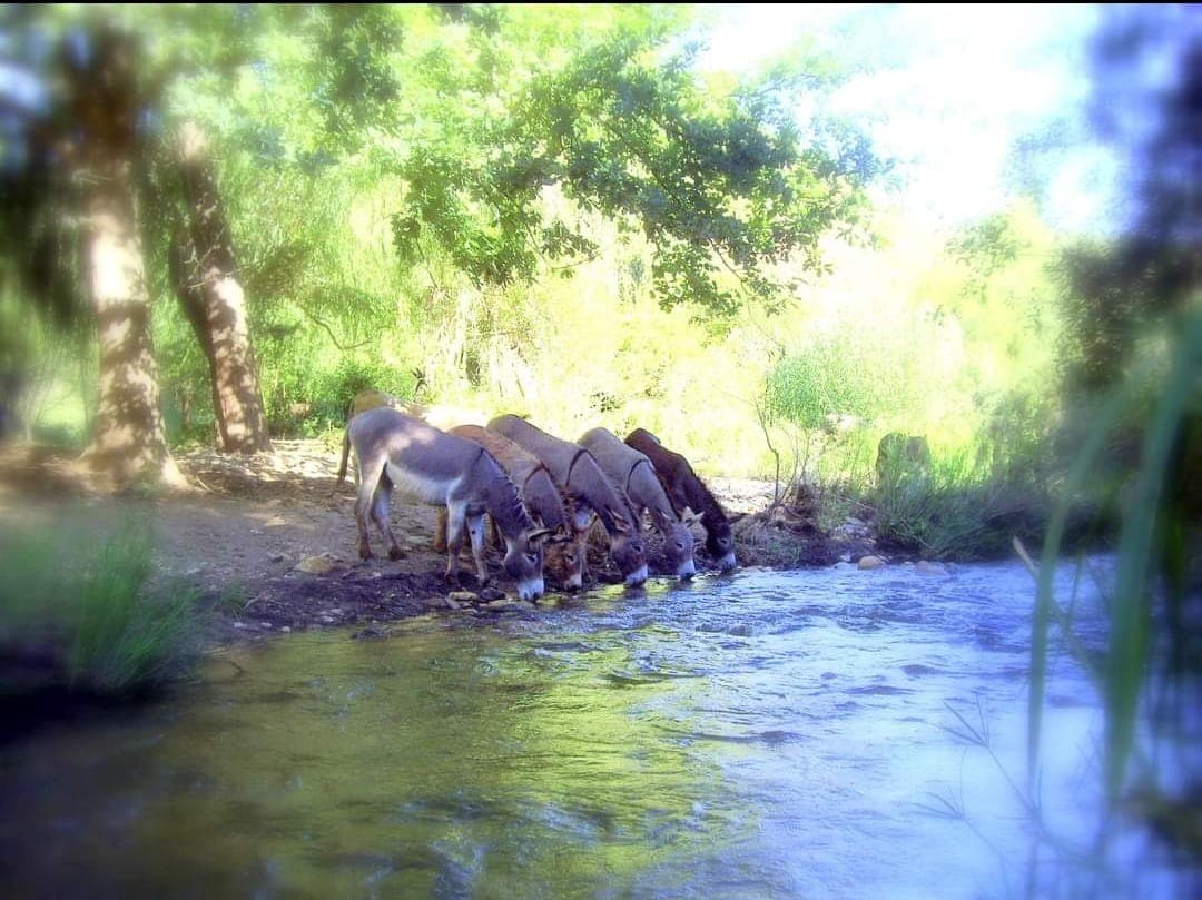 Donkey Trail adventure scenery